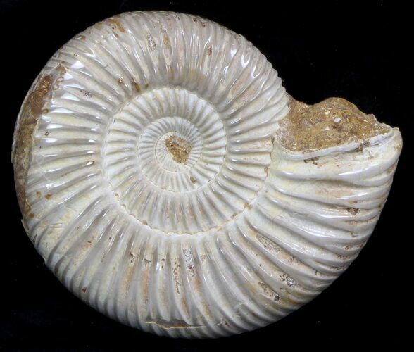 Perisphinctes Ammonite - Jurassic #36932